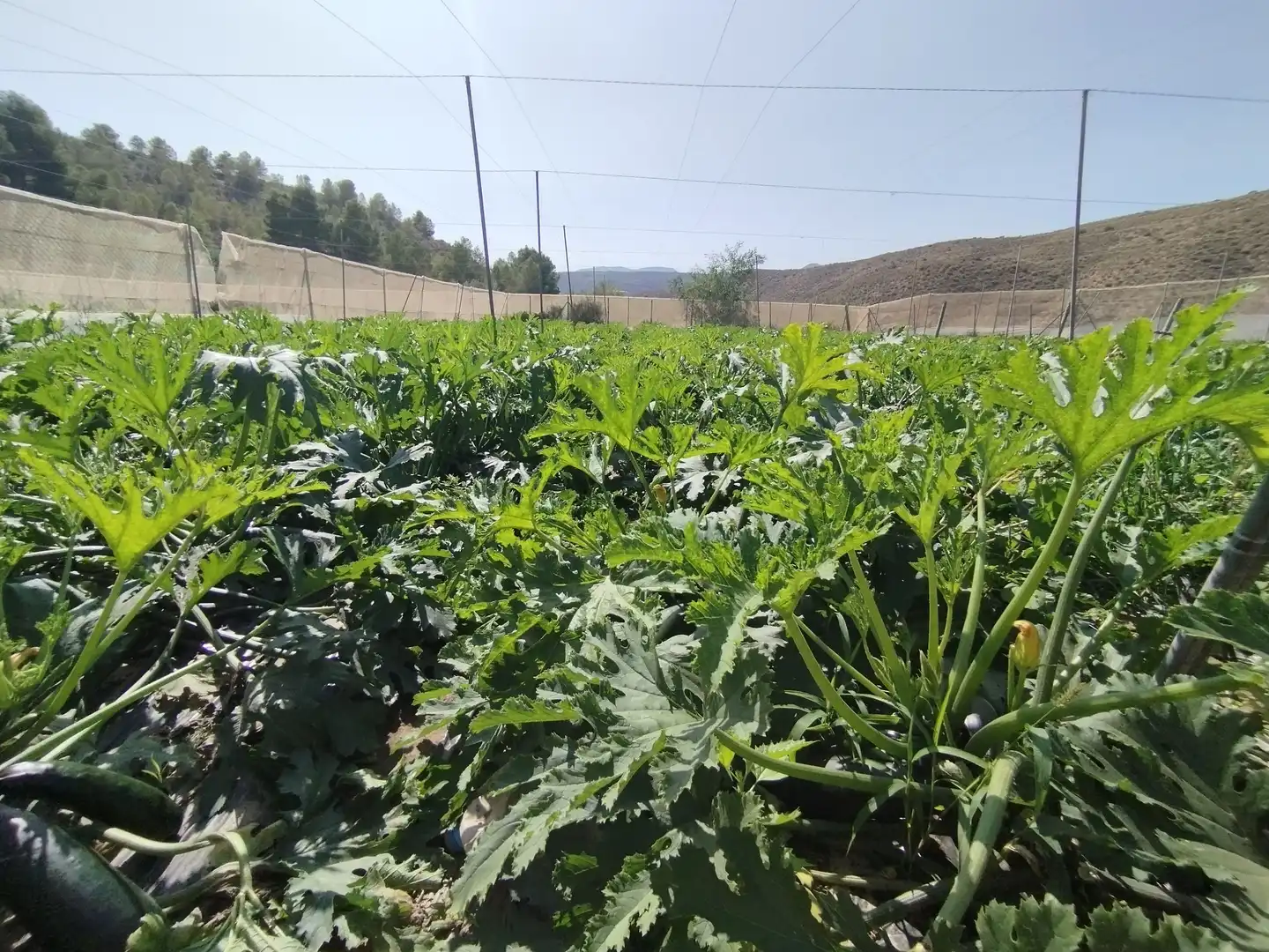 Terreno rustico in vendita a Santa Fe de Mondújar, imagen 32