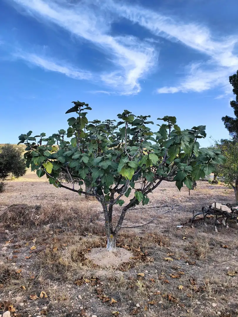 Casa o xalet en venda en Yecla amb Jardí privat, Terrassa i Piscina