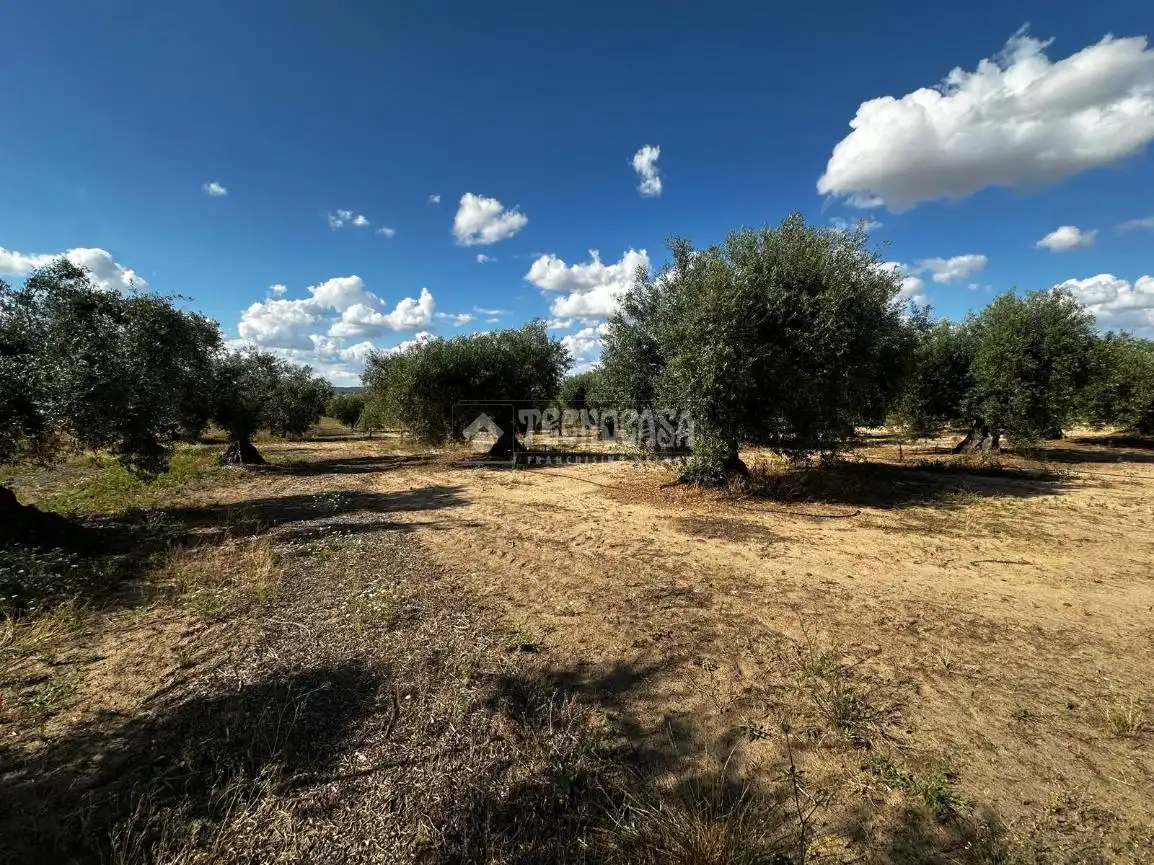 Land for sale in Guareña