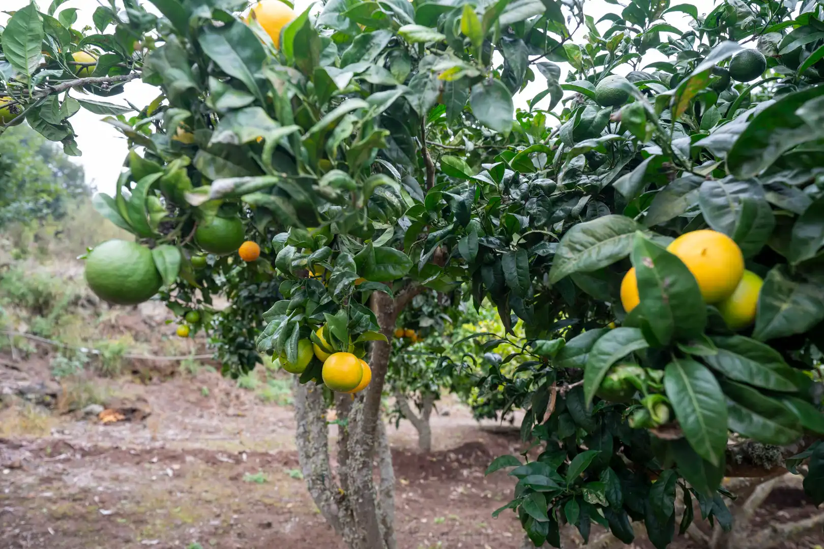 Finca rústica en venta en Calle de El Balayo, La Perdoma - San Antonio - Benijos