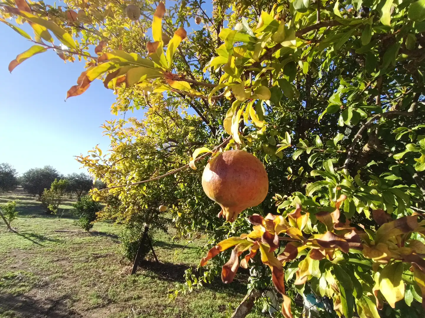 Garden of Land for sale in Sur