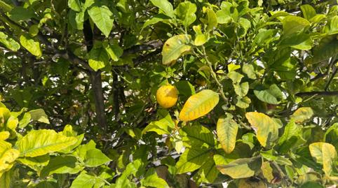 Foto 3 de Casa o xalet en venda a Zona Carrefour - Urbanizaciones, Alicante