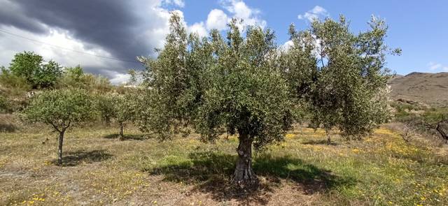 Terreno en Venta en Senés