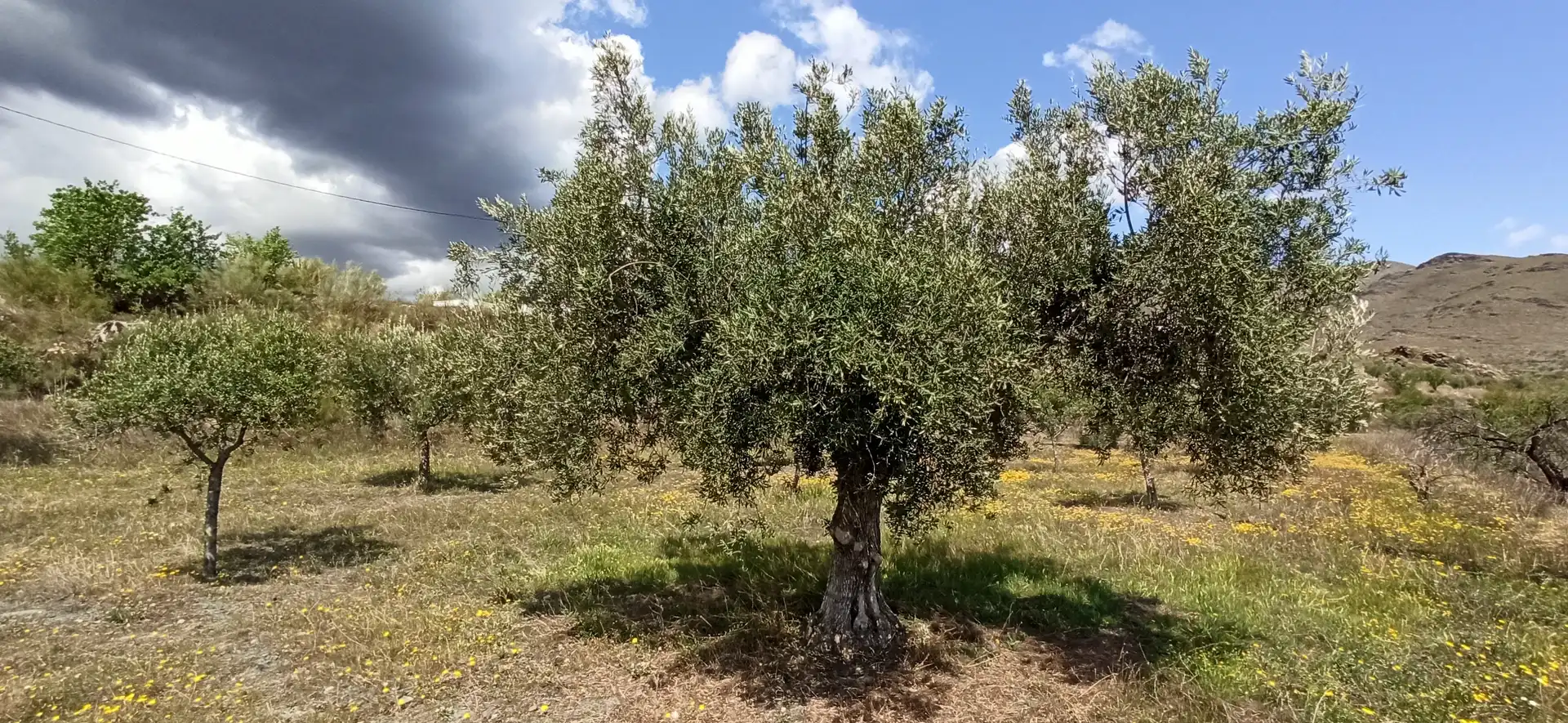 Rustikales Grundstück zum Verkauf in Calle El Almendro 5, imagen 2