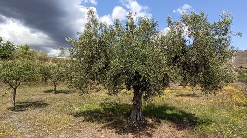 Terreno parcela en Senés, immagine 2