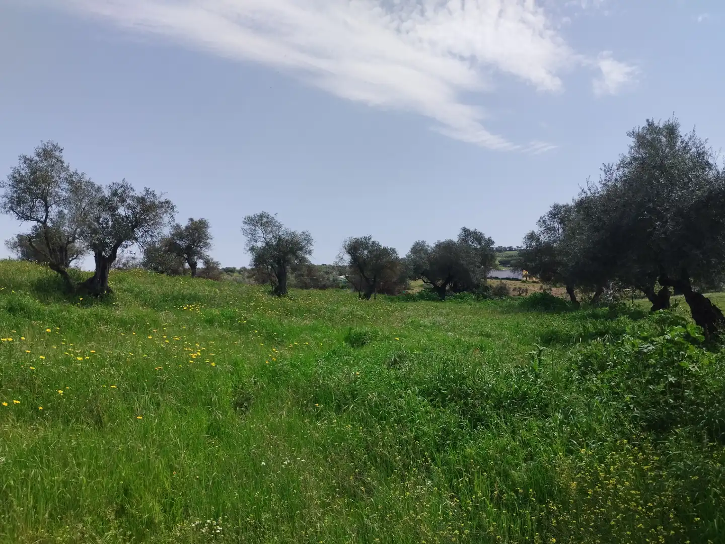 Terreno en venta en Oliva de la Frontera