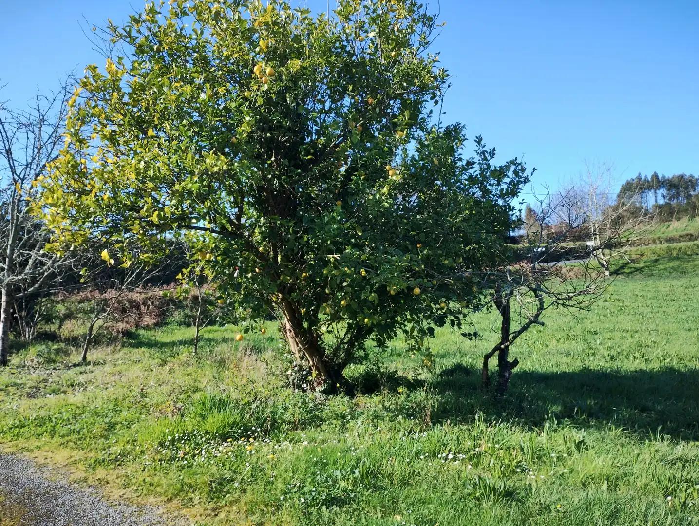 Maison avec jardin à vendre à Vilarmaior, imagen 29