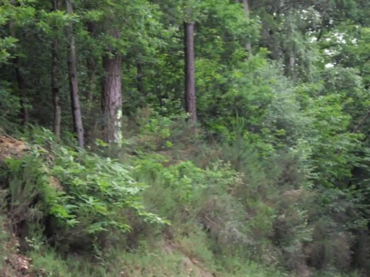 Terreny rústic en venda a Valdés - Luarca, imagen 5
