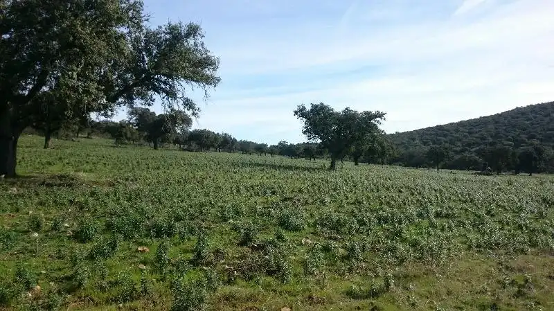 Land for sale in Salorino