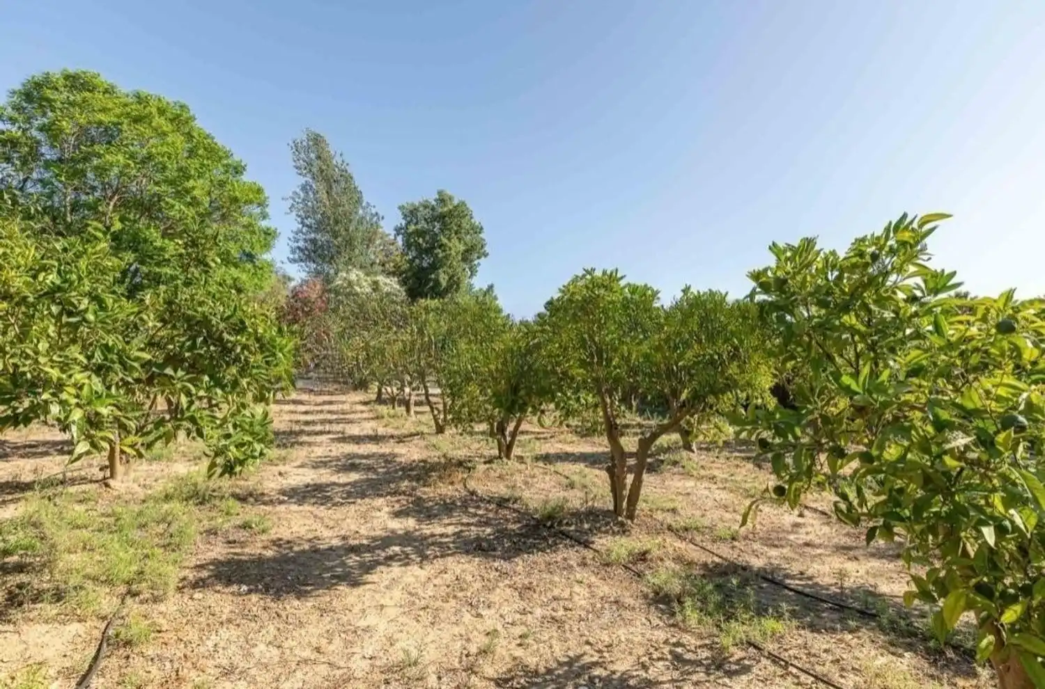 Finca rústica en venda a El Rompido