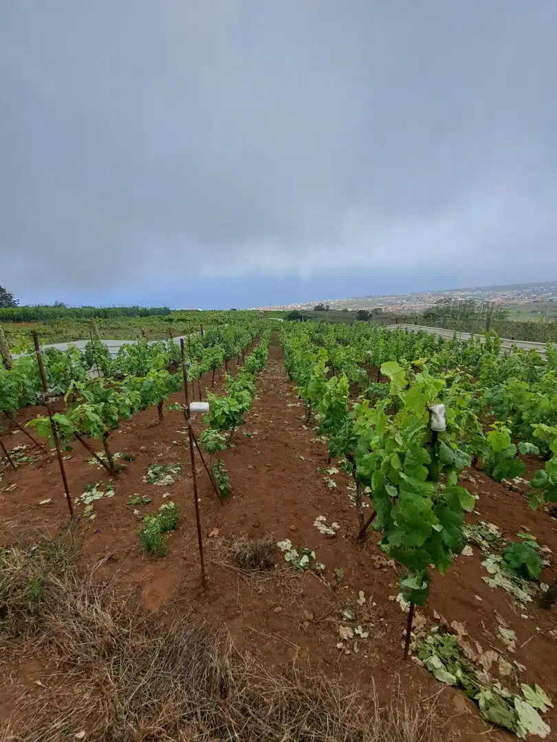 Rural land for sale in El Sauzal, imagen 4