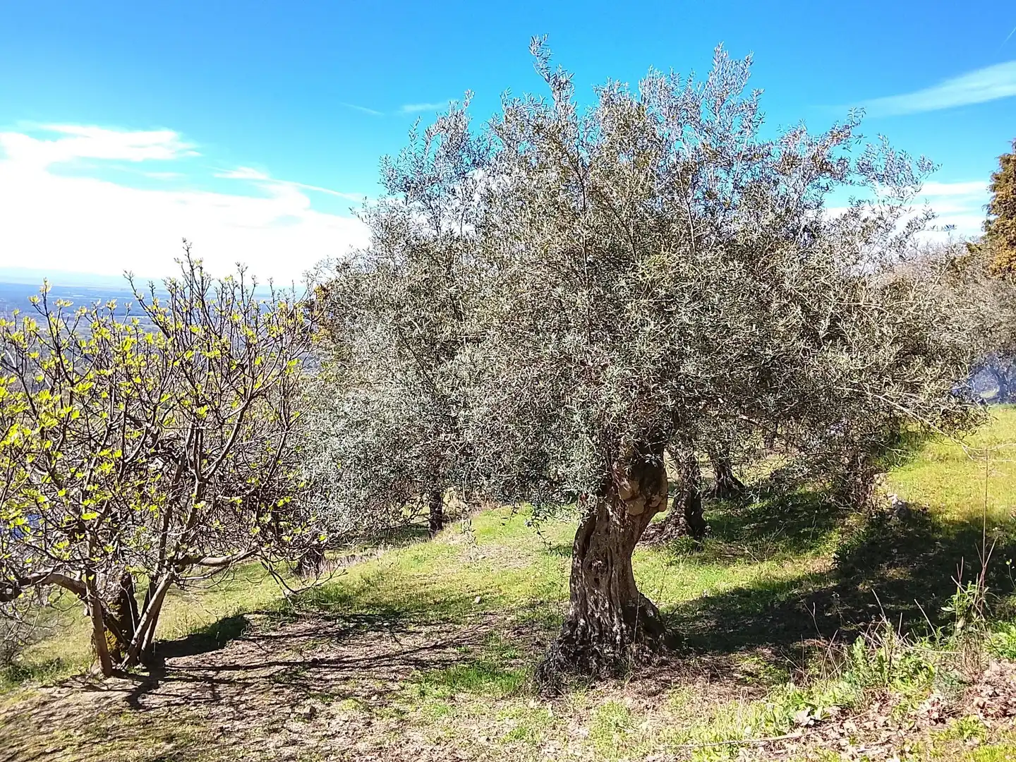 Terreni e lotti in vendita a Candeleda, imagen 26