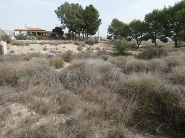 Terreni e lotti in vendita a El Pino