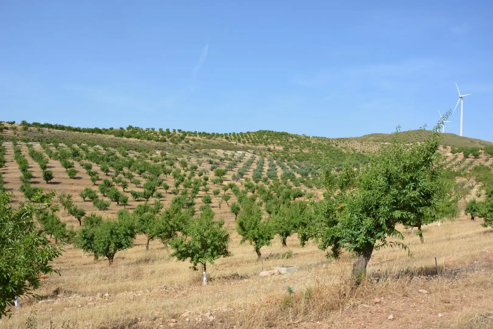 Land for sale in Padul