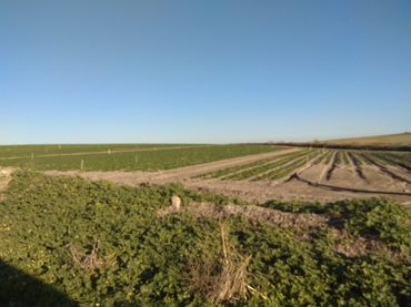 Terreno rustico in vendita a Caballero Bonald - San José Obrero - Guadalcacín