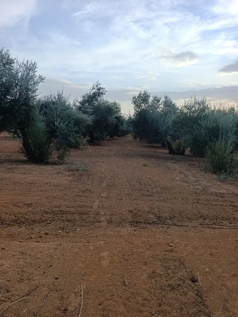 Terreni e lotti in vendita a Bailén, imagen 3