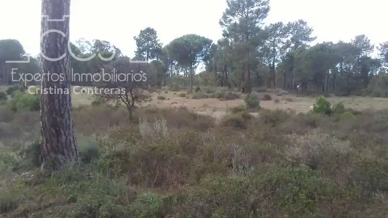 Terreny rústic en venda a Almonte ciudad, imagen 10