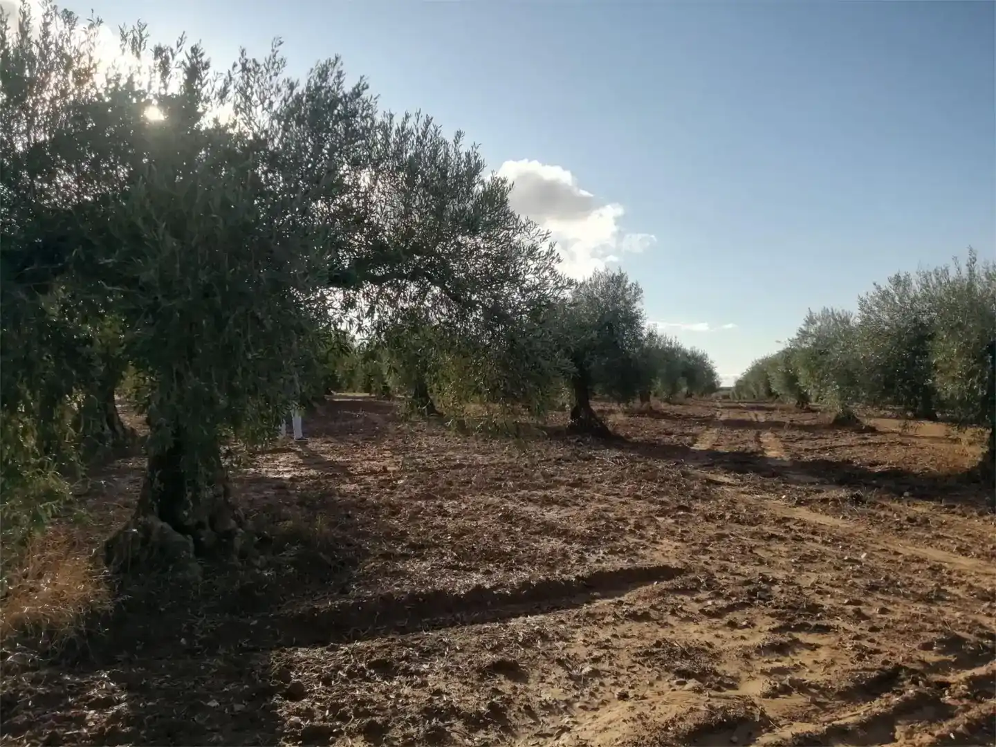 Terreno en venta en Arroyomolinos (Cáceres)