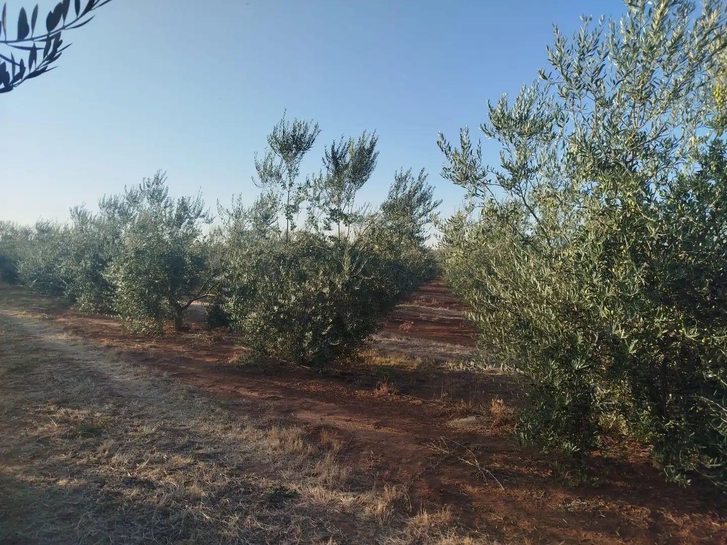 Terreno rustico in vendita a Oeste, imagen 8