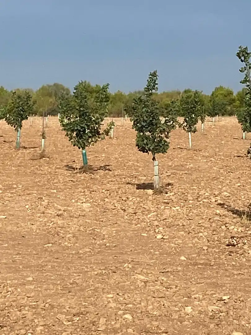 Terreno rustico in vendita a Calle García Pavón, imagen 10
