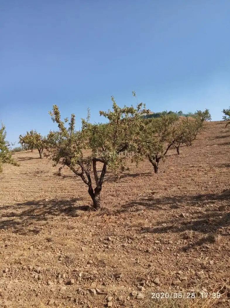 Terrain rustique à vendre à Avenida Juan Carlos I 38, imagen 2