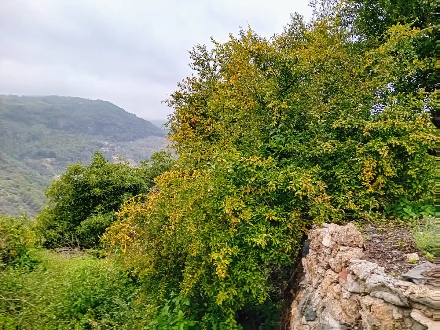 Terreni e lotti in vendita a Yunquera, imagen 9