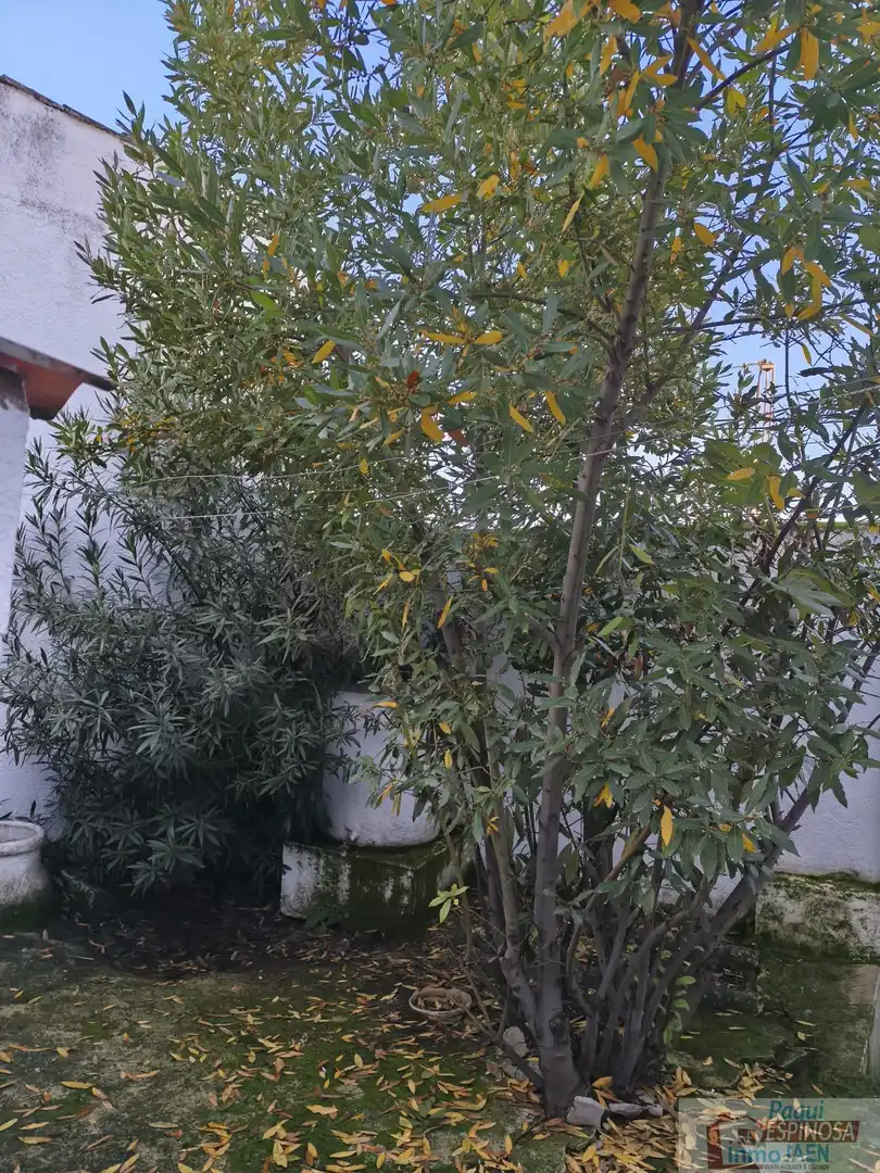 Jardín de Casa o chalet en venta en Villardompardo