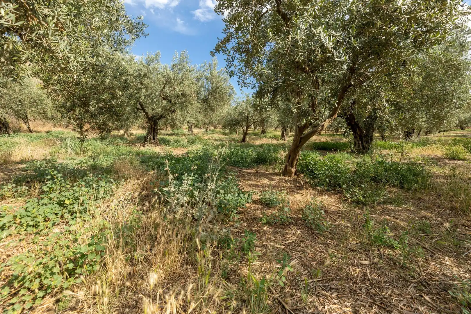 Terreno rustico in vendita a Calle POL 1, PARC 176, imagen 10