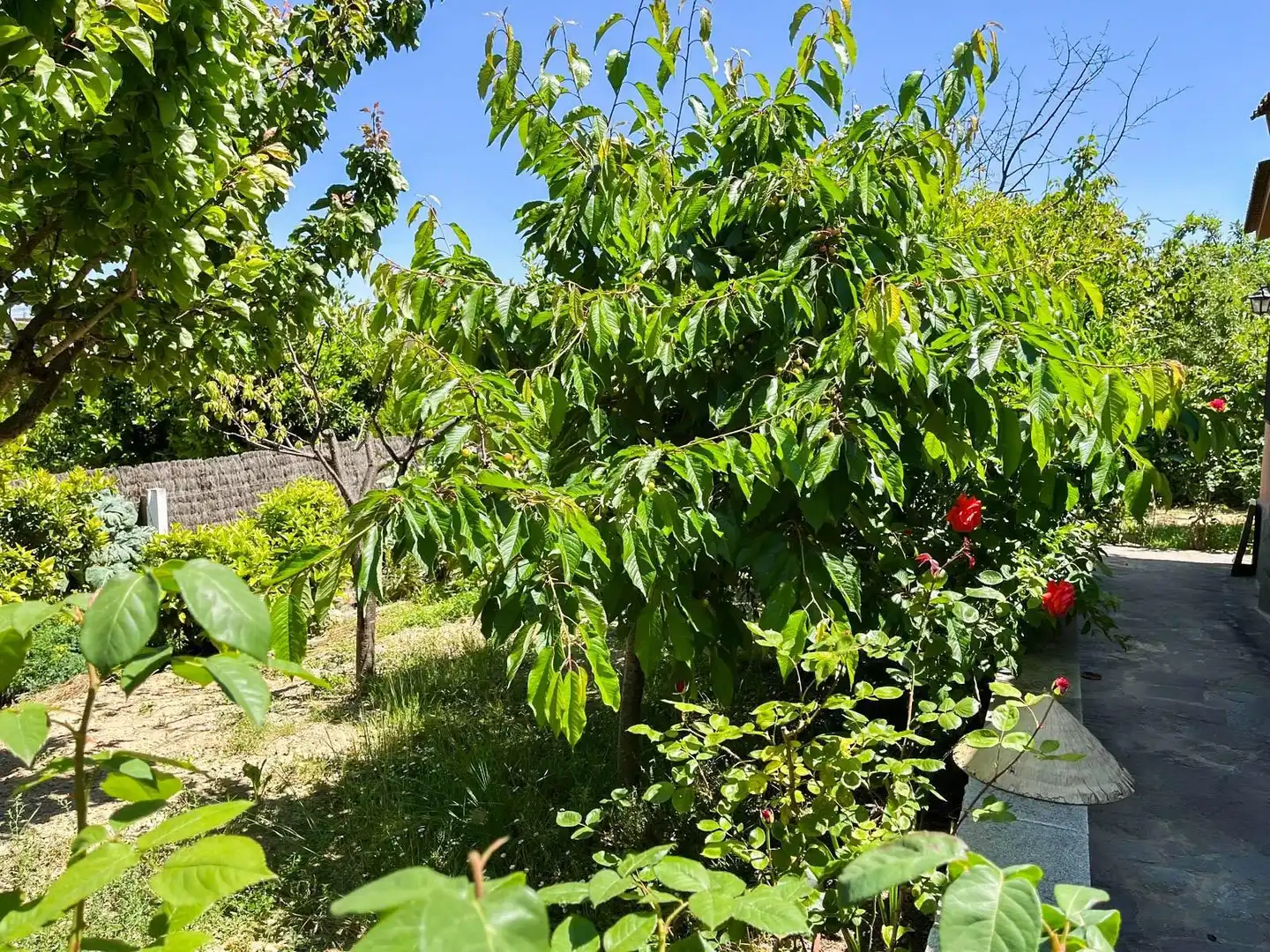 Jardí de Casa o xalet en venda en Esparreguera amb Calefacció, Jardí privat i Terrassa