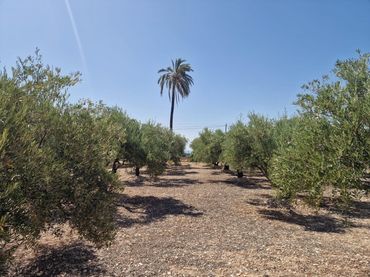 Rural land for sale in Crevillent