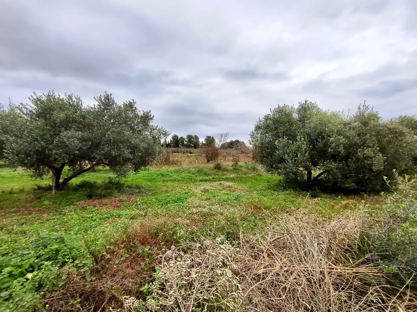 Land for sale in Vilallonga del Camp