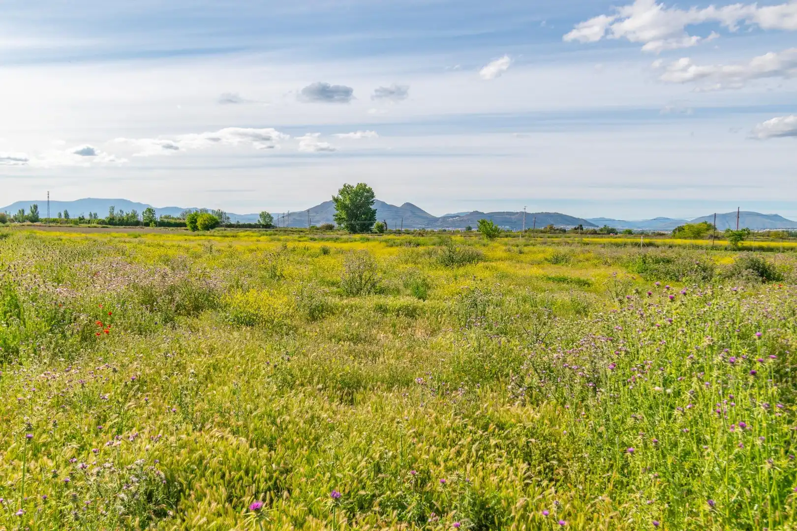 Lands and plots for sale in Polígono 9 Parcela 307 MARACHAT. GRANADA (GRANADA 9, imagen 36