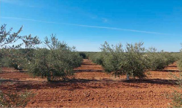 Terreno en Venta en Arahal