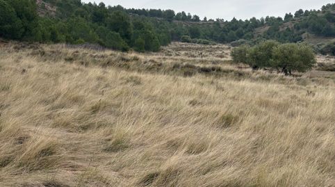 finca de secano, immagine 3