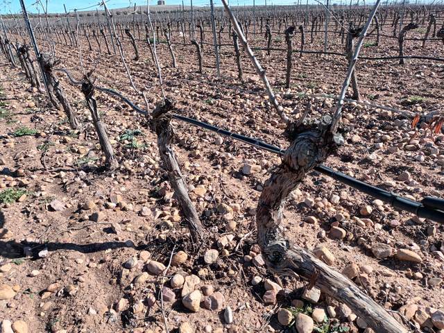 Terreno en Venta en El Toboso