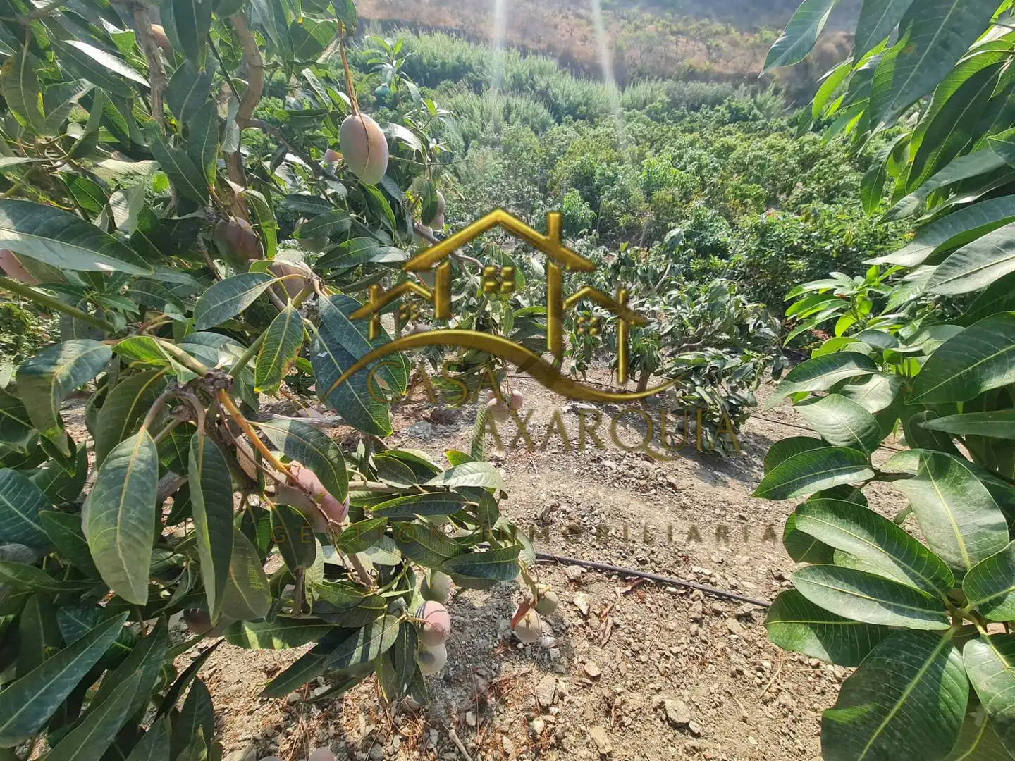 Finca rústica en venda en Vélez-Málaga amb Jardí privat, Terrassa i Piscina