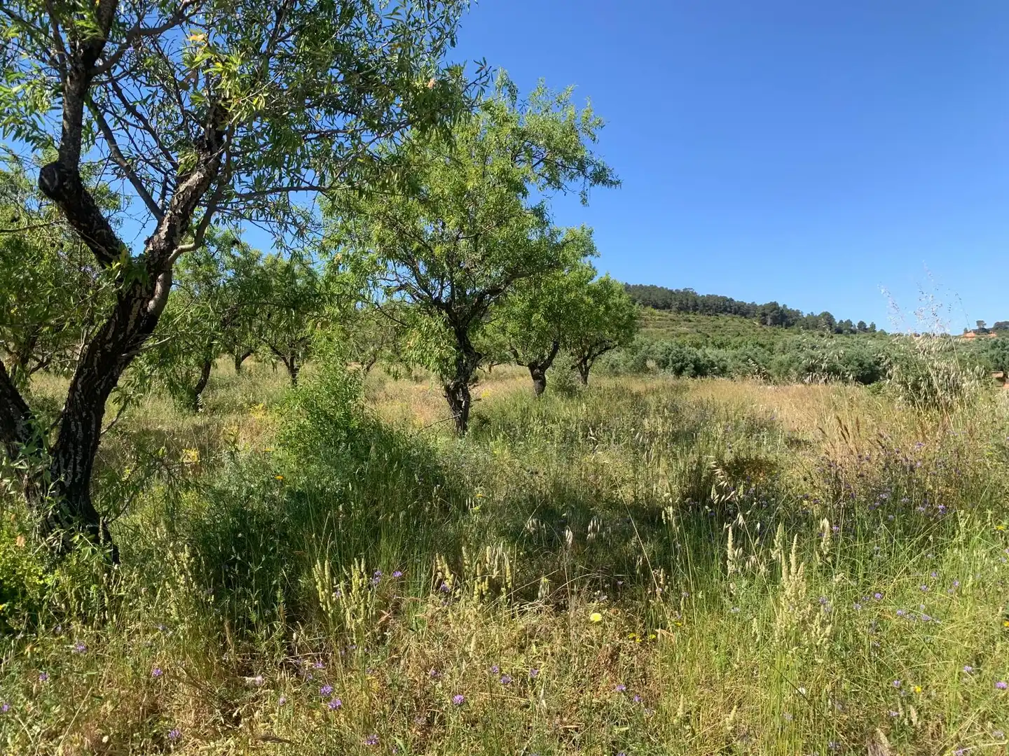 Terreno rustico in vendita a Corbera d'Ebre, imagen 6