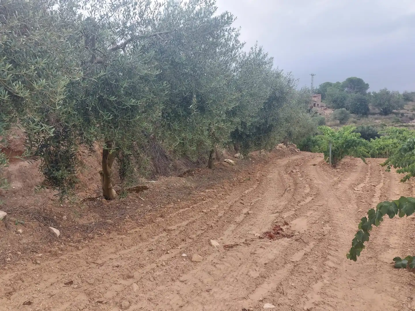 Rustikales Grundstück zum Verkauf in Carretera Albinyana 7, imagen 13