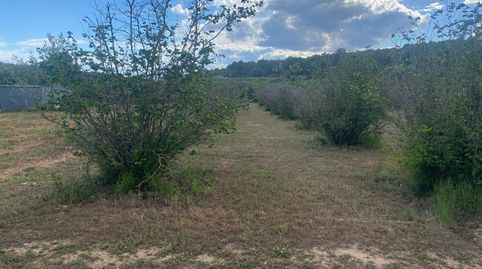 AGROCAT COMERCIALIZA FINCA RUSTICA DE 3’7 HECTÁREAS EN PERAFORT.TARRAGONA, immagine 4