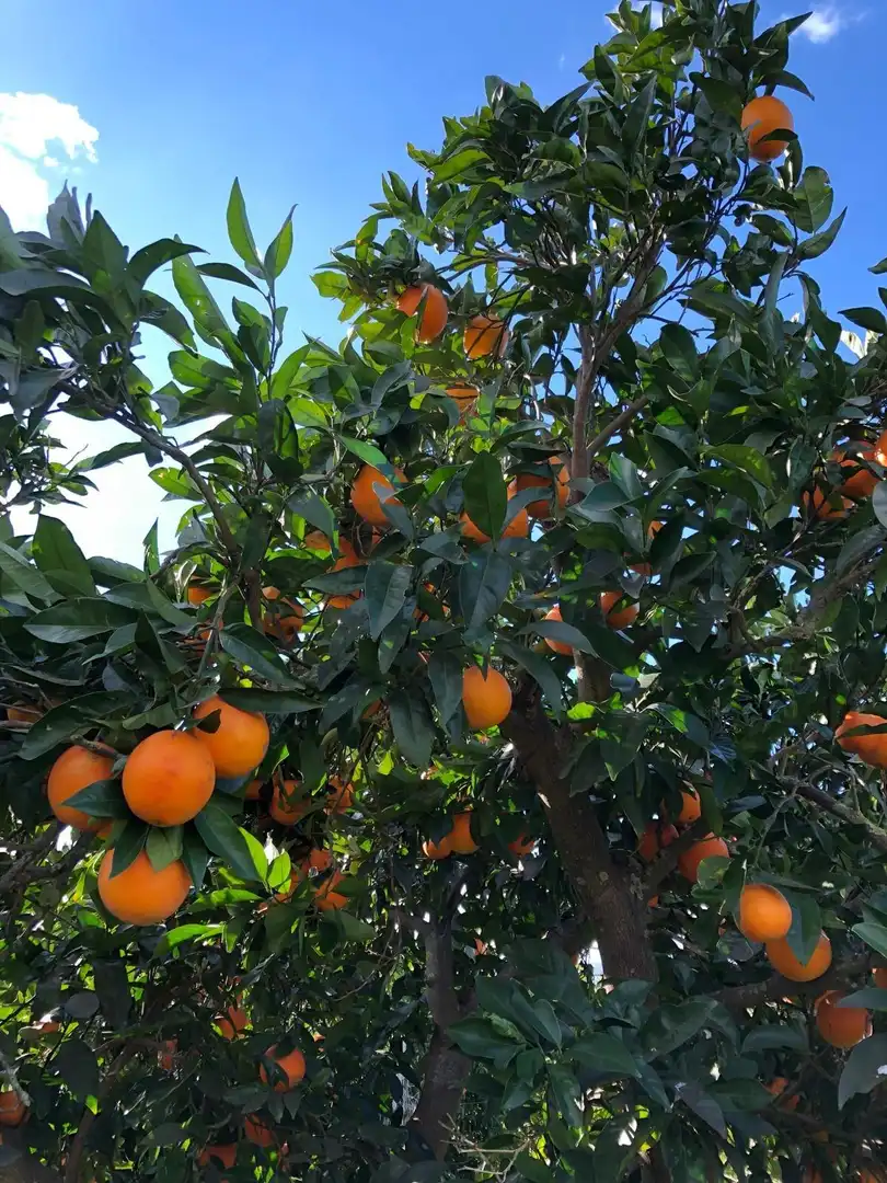 Jardí de Finca rústica en venda en Xerta amb Calefacció