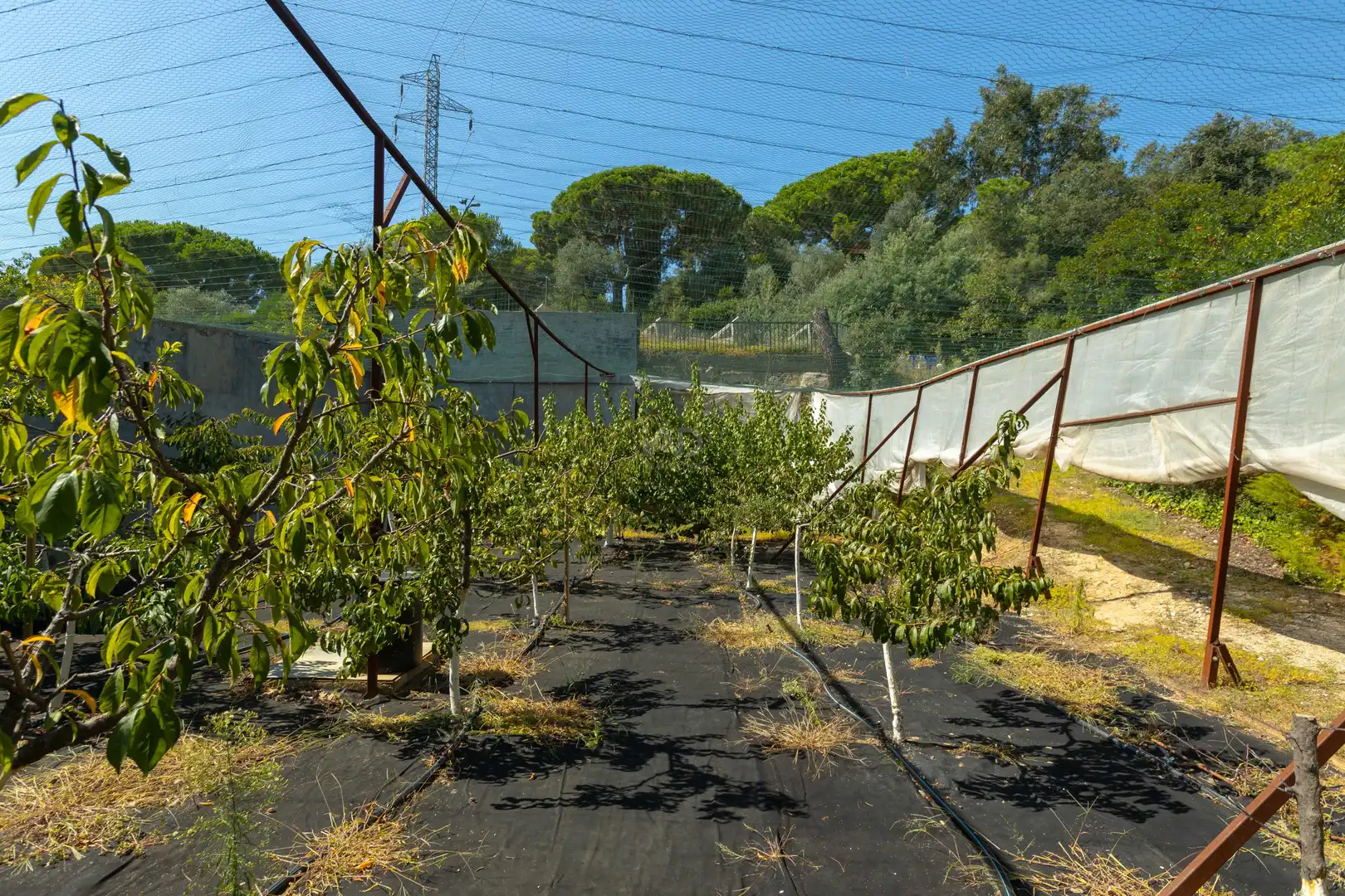 Jardí de Casa o xalet en venda en Sant Andreu de Llavaneres amb Aire condicionat, Calefacció i Terrassa
