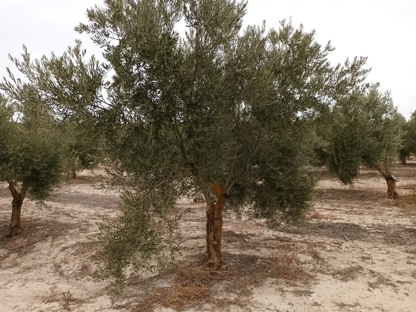 Terreno en venta en Cabra del Santo Cristo