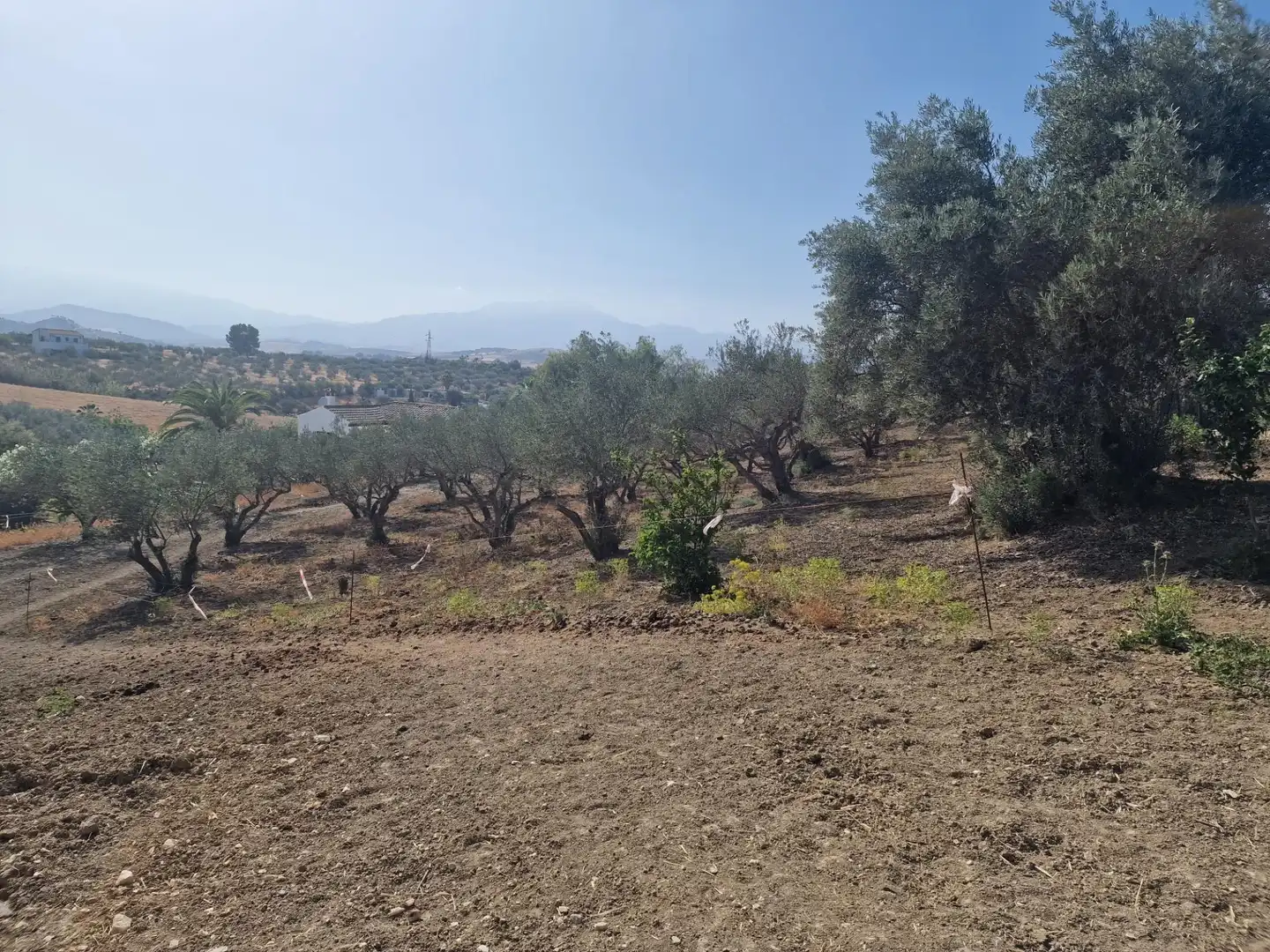 Terreni e lotti in vendita a Coín
