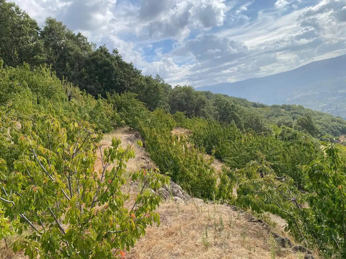 Terrain rustique à vendre à El Torno, imagen 20