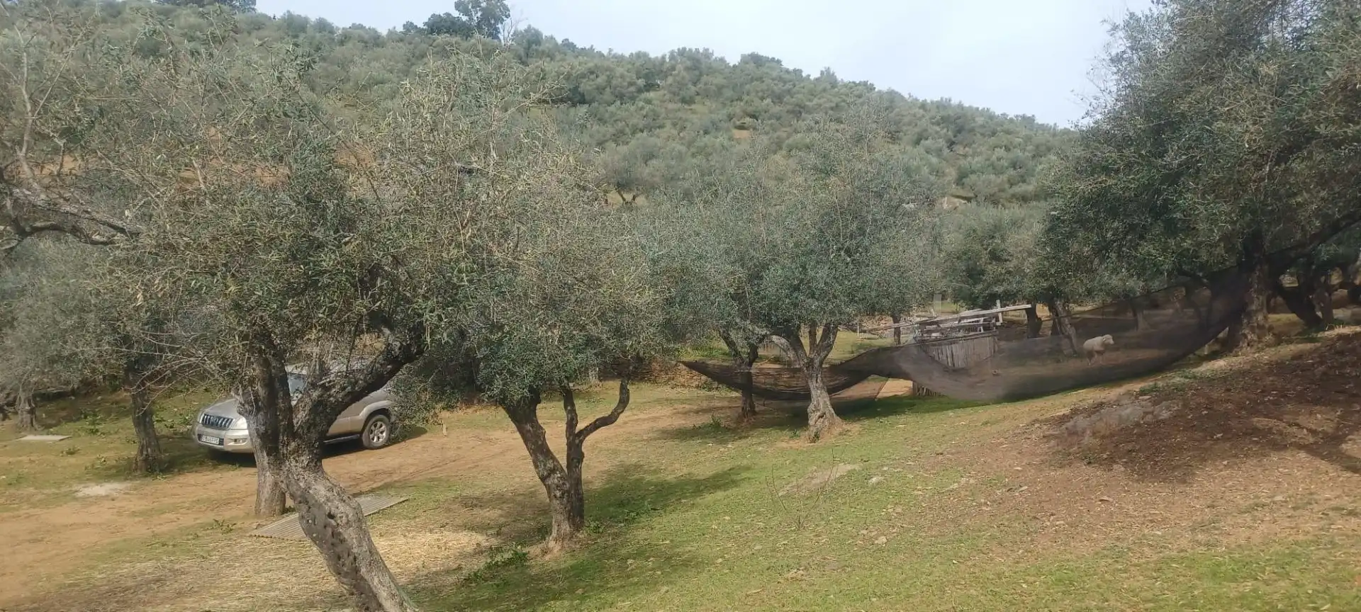 Terreni e lotti in vendita a Constantina, imagen 3