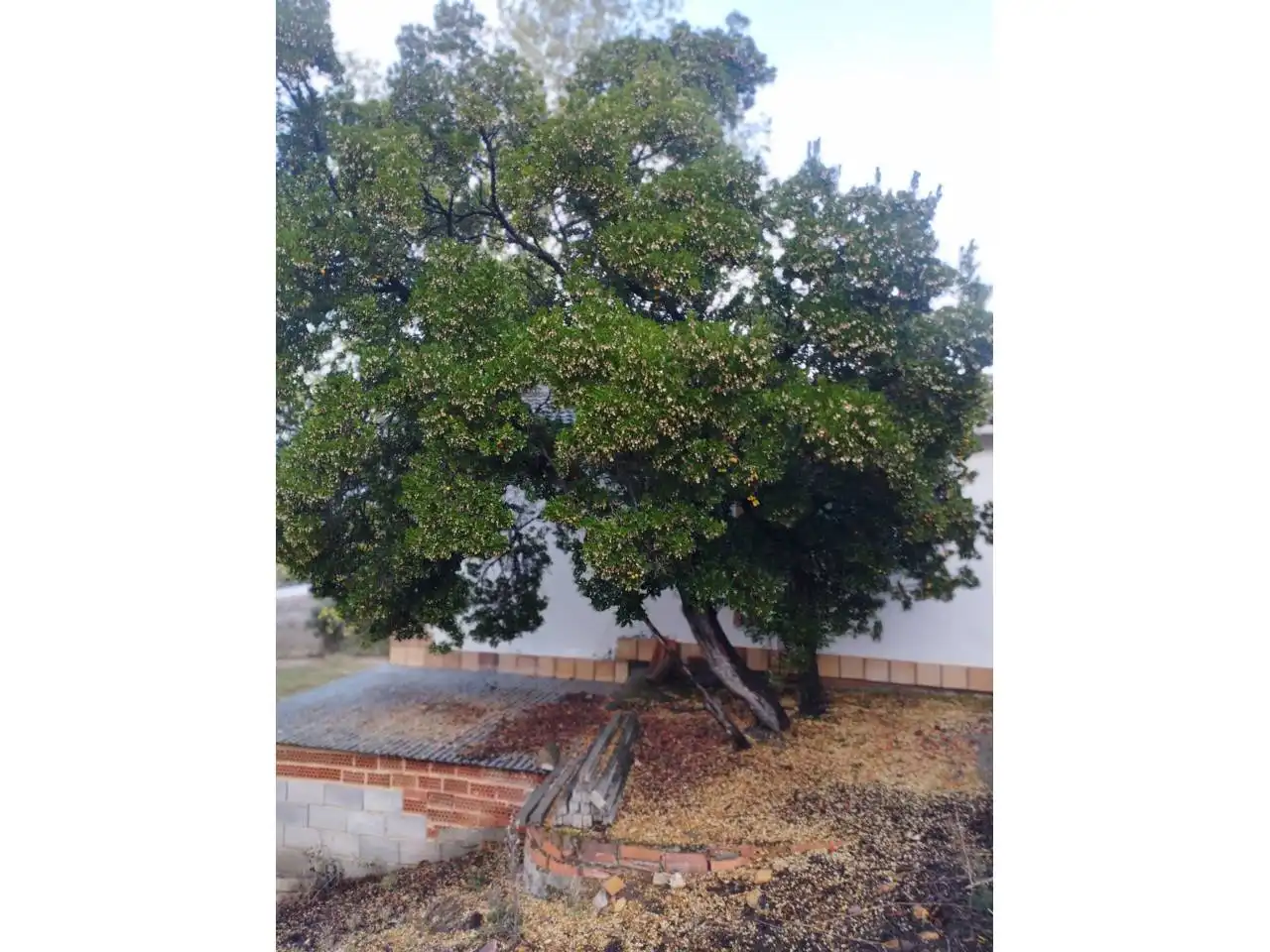 Terrenos y solares en venta en Badajoz, imagen 19