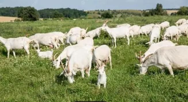 Finca rústica en venda a Alanís