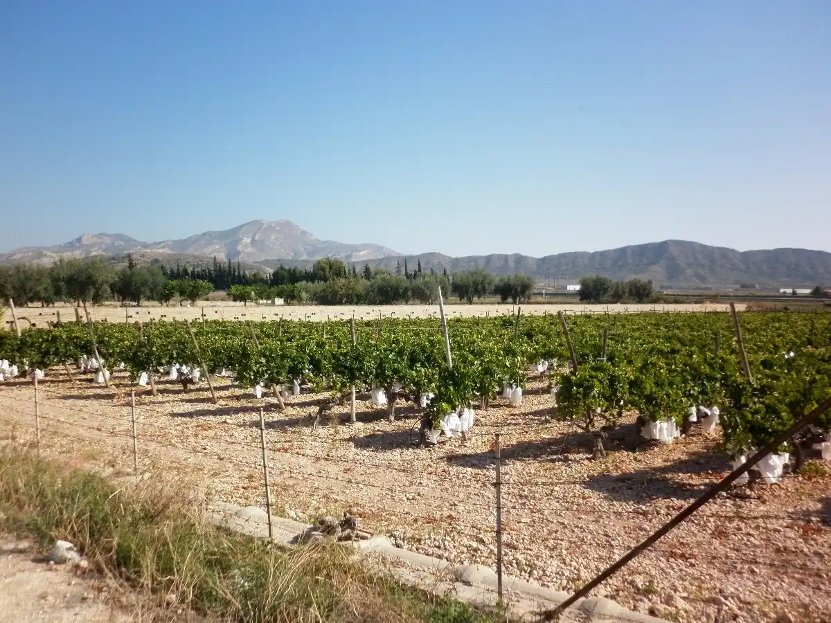 Rural land for sale in Novelda, imagen 2