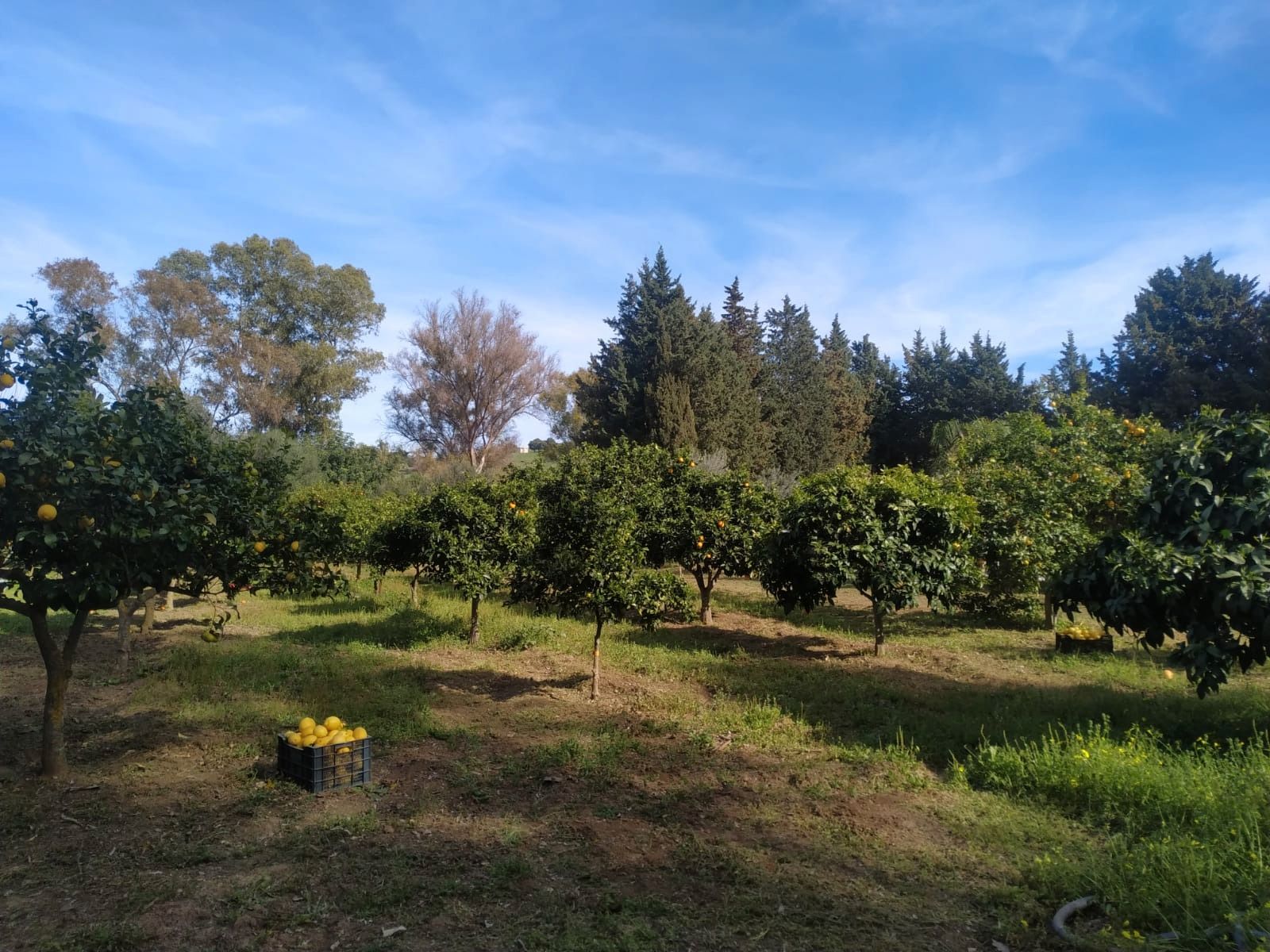 Residential for sale in Jimena de la Frontera