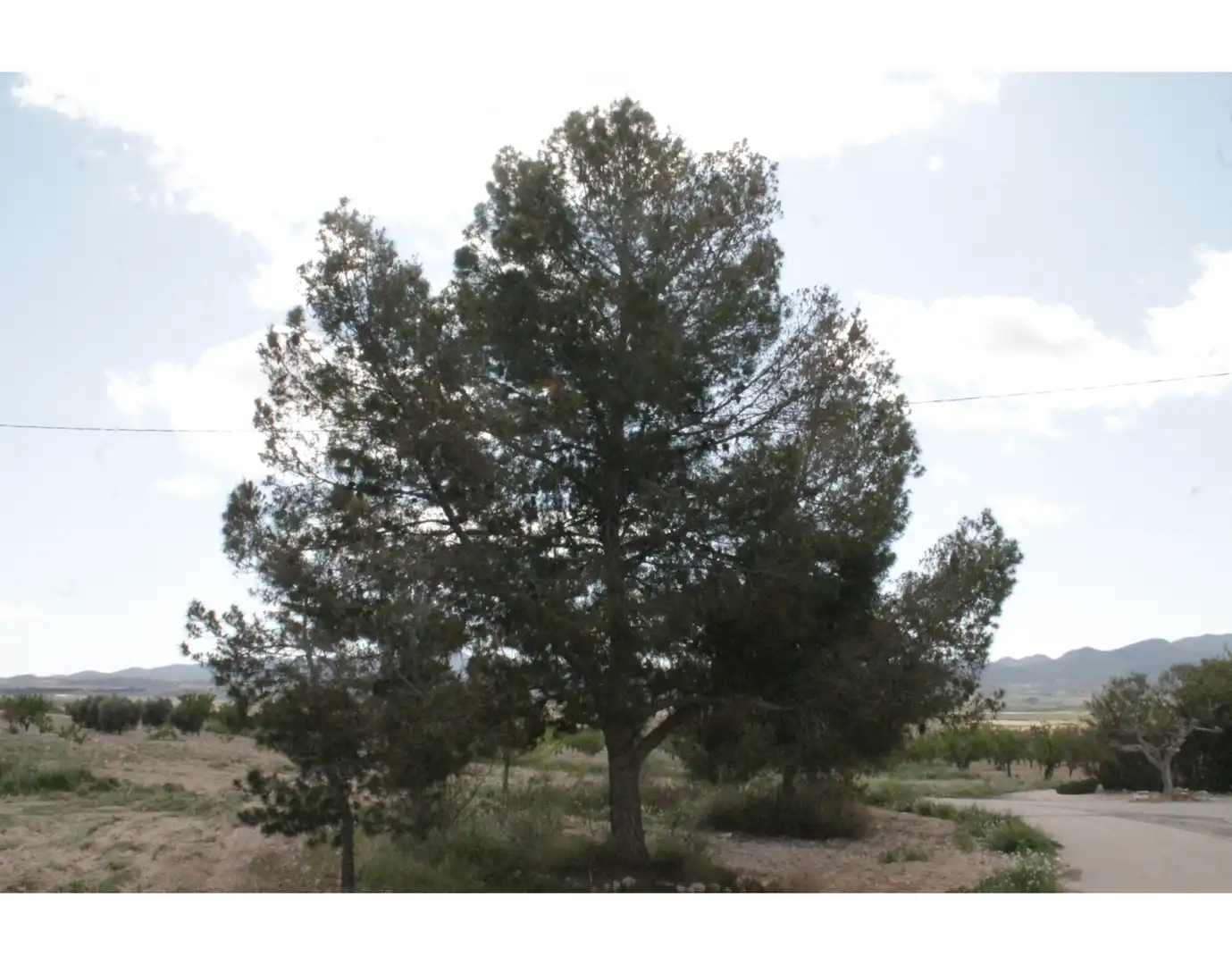Country house for sale in Jumilla, imagen 32